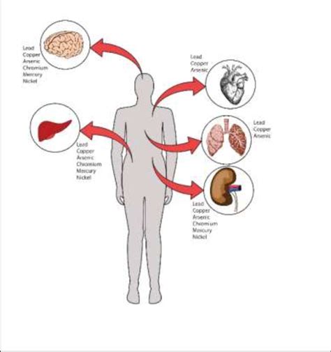 Effect Of Heavy Metal As Chromium In Human Health Download Scientific Diagram