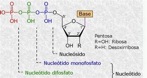 Nucleoside Componente Importante Degli Acidi Nucleici