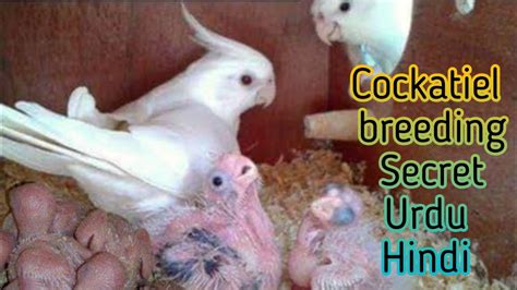 Breeding Cockatiels Cocktail Se Breed Lene Ki Secret Tips Urdu