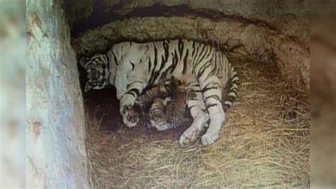 White Tigress Gives Birth To 3 Cubs In Mysuru Zoo Times Now