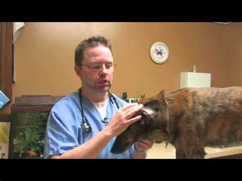 Aural hematoma dog treatment - blastdiki