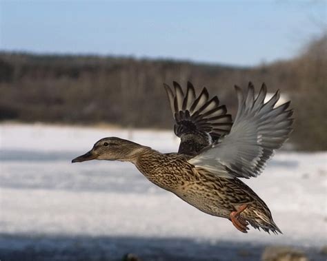 Wild Duck hunting in Romania