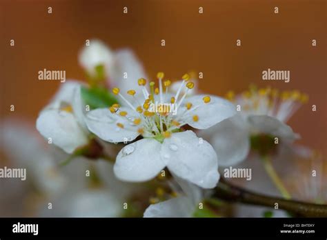 white plum flowers Stock Photo - Alamy