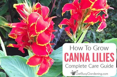 Canna Lily Plant Care Complete Growing Guide Canna Lily Landscaping