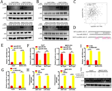 Lnczeb As Targets Mir B In Order To Upregulate Egfr And To Thereby