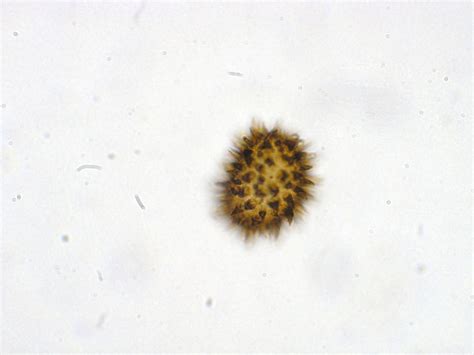 Cystopteris fragilis | Ferns and Lycophytes of the World