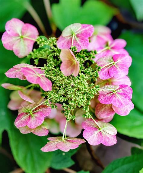 Hydrangea Paniculata Maria Arnoni Flickr