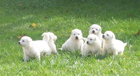 Berger Blanc Suisse Puppies Image - Desi Comments