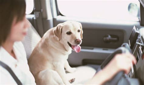 驾车带犬安全很重要 如东日报