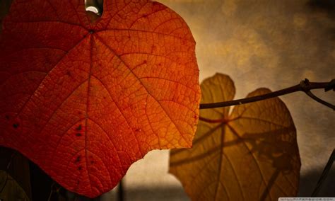 Wallpaper Sunlight Leaves Nature Red Branch Light Color Tree