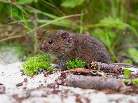 Voles | Catseye Pest Control