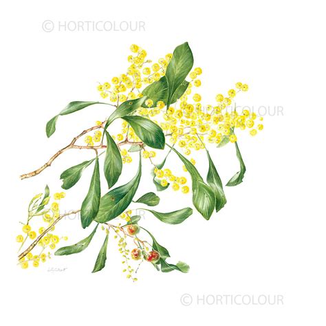 Golden Wattle – Horticolour by Miffy Gilbert