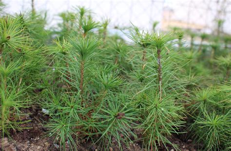 Comprar Pino Silvestre Pinus Sylvestris