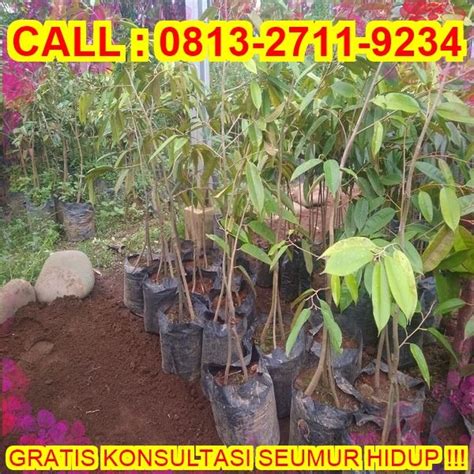 GARANSI BIBIT MATI H Tovix CALL 0813 2711 9234 Jual Pohon Durian