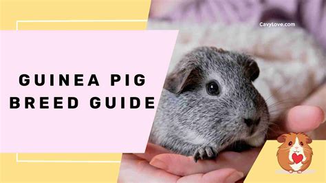 Guinea Pig Breed Guide Cavy Love