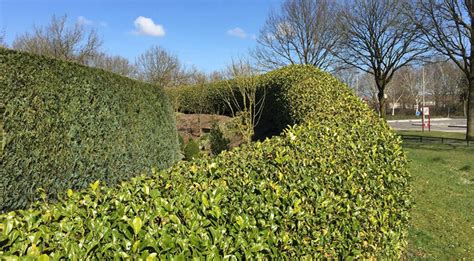 Good Reasons For A Cherry Laurel Hedge - Gardeninguru