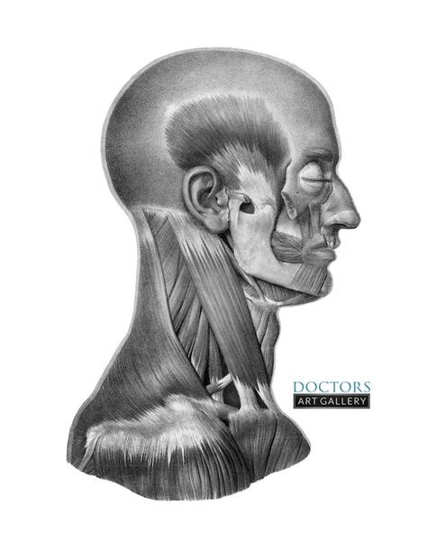 Neck Anatomy Sketch