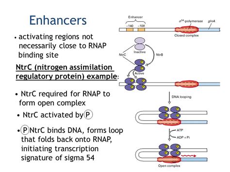 Antibiotics Bind To Rna Polymerase And