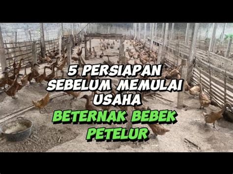 Persiapan Sebelum Memulai Usaha Beternak Bebek Petelur Youtube