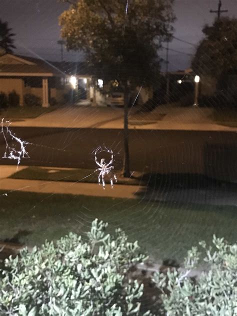 Neoscona (Spotted Orb-weavers) in San Diego, California United States