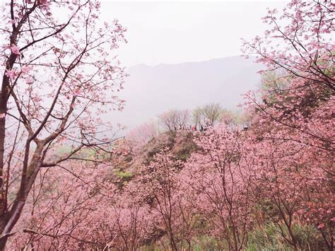 三峽熊空櫻花林｜2019最新花況~大台北賞櫻秘境4萬株櫻花粉染山谷新北ig打卡景點 Nini的豬飽盒