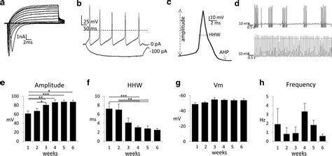 Electrophysiological Properties Of Human Ipsc Derived 5 Ht Specific