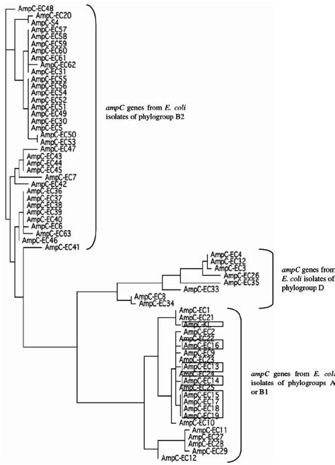 Phylogeny Of The Chromosomal Ampc Gene Of The E Coli Isolates