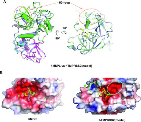 Homology Model Analysis Of Human Tmprss A A Homology Model Of Human