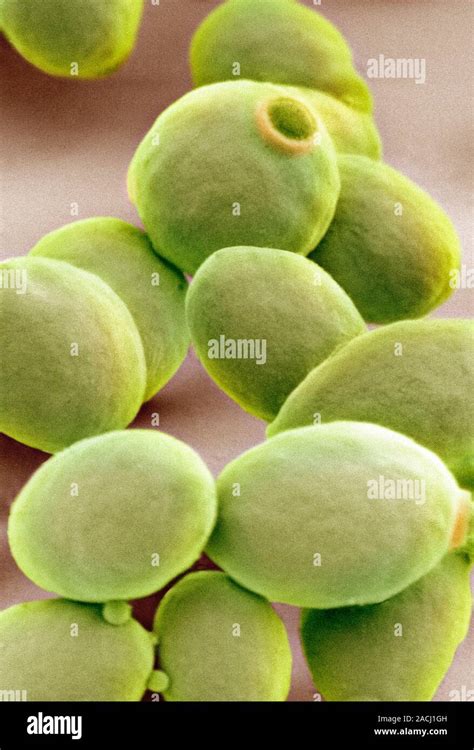 Yeast Cells Coloured Scanning Electron Micrograph Sem Of Cells Of