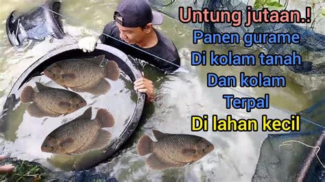 Gilak Untung Jutaan Panen Gurame Di Kolam Tanah Dan Kolam Terpal Di