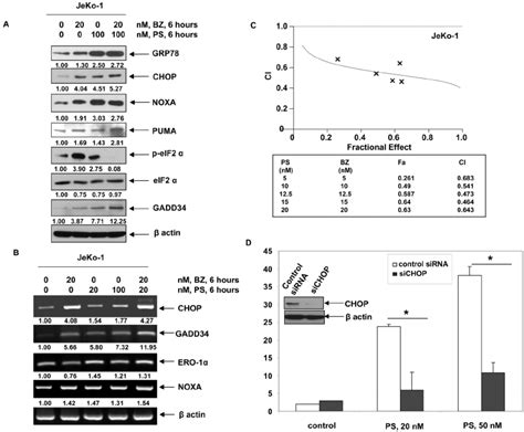 Co Treatment Of Mcl Cells With Bortezomib And Panobinostat Induces