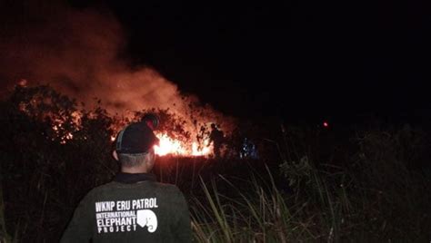 Diduga Sengaja Dibakar Puluhan Hektare Hutan Way Kambas Hangus Dilalap