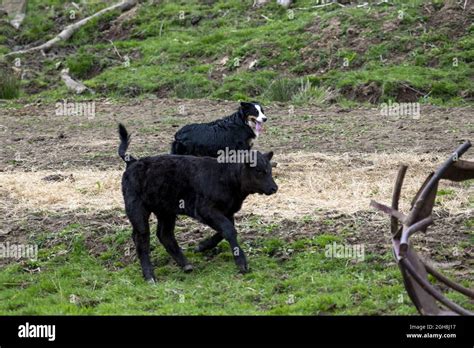 Running Farm Animals