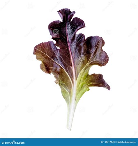 Purple Lettuce Leaf Isolated On White Background Red Oakleaf Lettuce