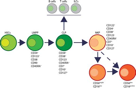 Frontiers Natural Killer Cells Development Maturation And Clinical Utilization