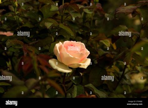 gage park hamilton stock photo alamy