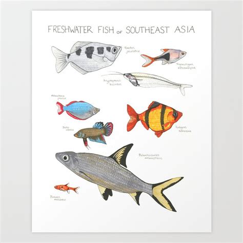 Freshwater Fish | Field Guide Art Print by Cyanelle Studios | Society6