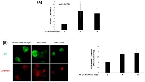 Ijms Free Full Text The Chemokine Receptor Ccr1 Mediates Microglia