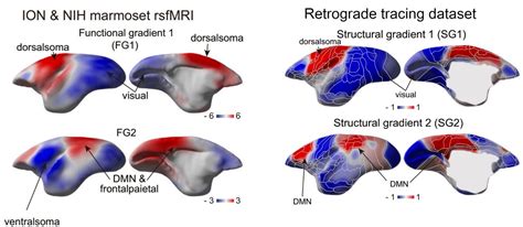 生物医学工程学院在nature Communications发表狨猴脑网络梯度及其动态性研究成果 南方医科大学新闻中心