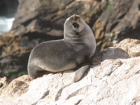 Tag! Fur seals are it on the Farallones - Point Blue