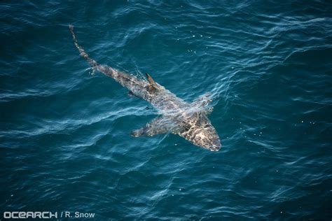 OCEARCH Shark Research Expeditions | Costa Del Mar