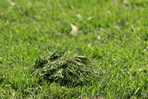 The Easiest Way To Pick Up Grass Clippings From Your Lawn