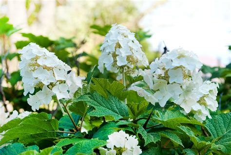 How To Plant And Grow Oakleaf Hydrangea