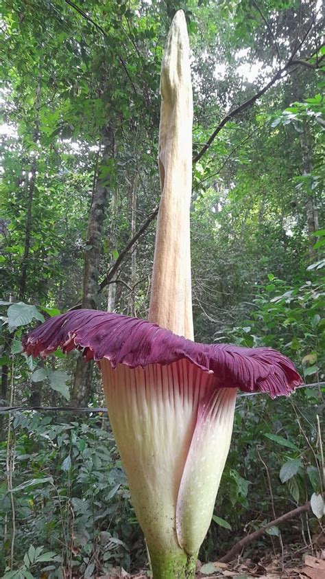 Amorphophallus Titanum Stock Photo Image Of Produce 266770050