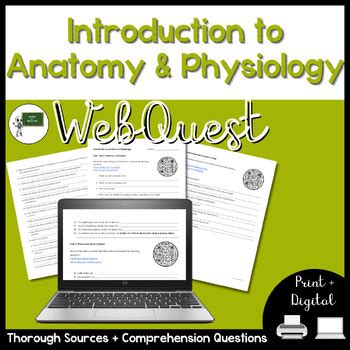 Introduction To Anatomy And Physiology Webquest Anatomical Terms