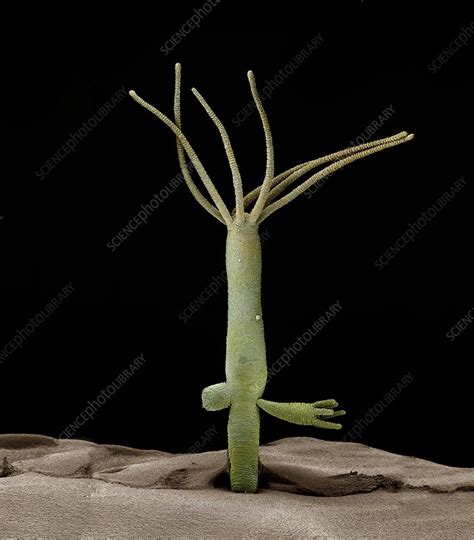 Hydra budding - Stock Image - C014/4856 - Science Photo Library