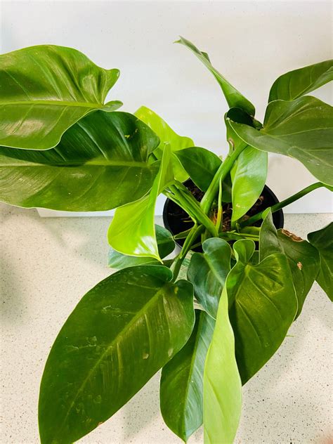 Philodendron Imperial Green