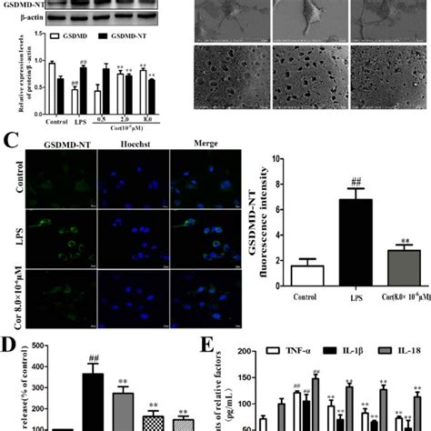 Cordycepin Suppressed Pyroptosis Via The Tlr Nf B Nlrp Signaling