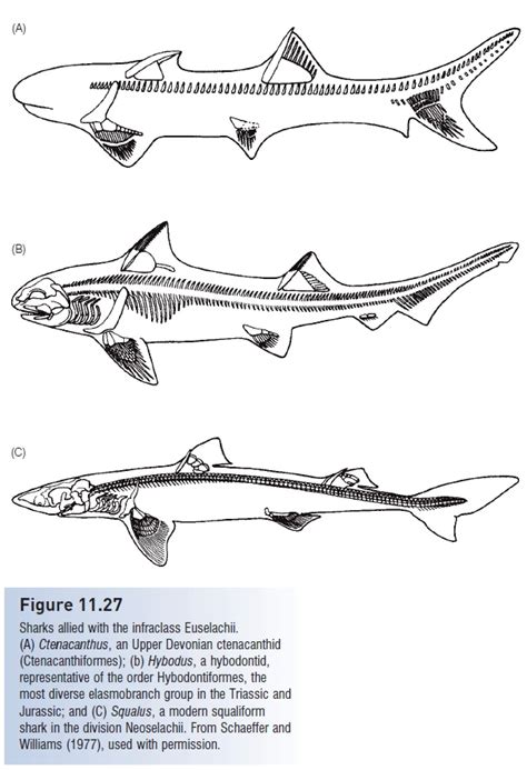 Subclass Elasmobranchii Advanced Jawed Fishes Chondrichthyes