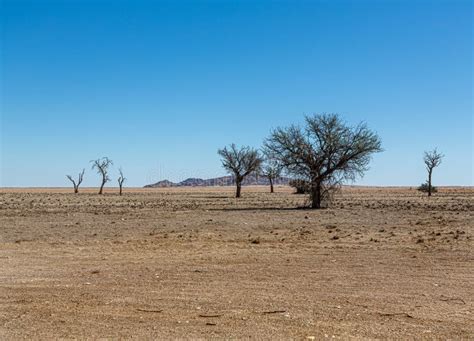 Plants and Trees at the Namib Desert in Namibia Stock Image - Image of ...